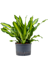 Hydroplant Dracaena Fragrans Burley