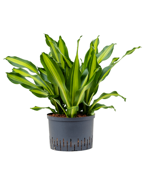 Hydroplant Dracaena