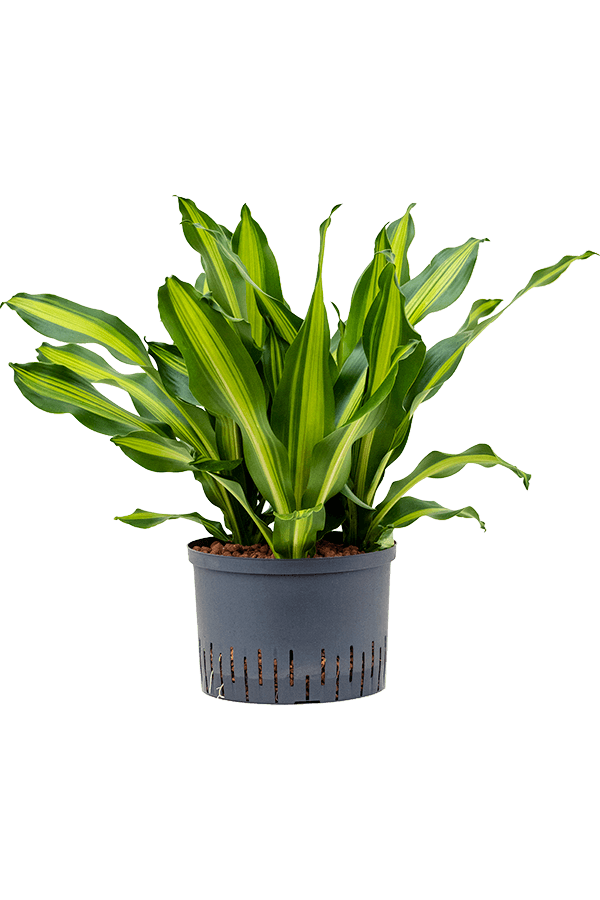 Hydroplant Dracaena Fragrans Burley