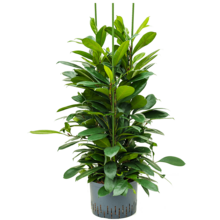 Hydroplant Ficus