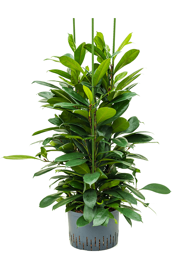 Hydroplante Ficus Cyathistipula