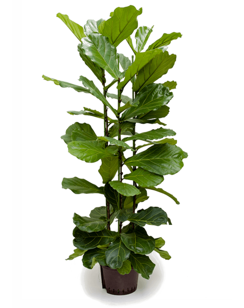 Hydroplante Ficus