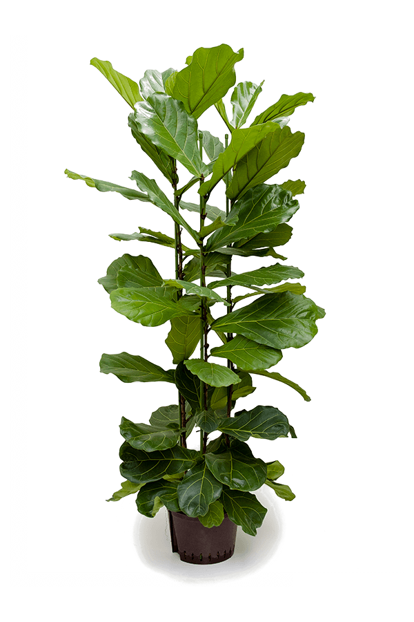Hydroplante Ficus Lyrata