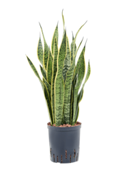 Hydroplant Sansevieria Trifasciata Laurentii