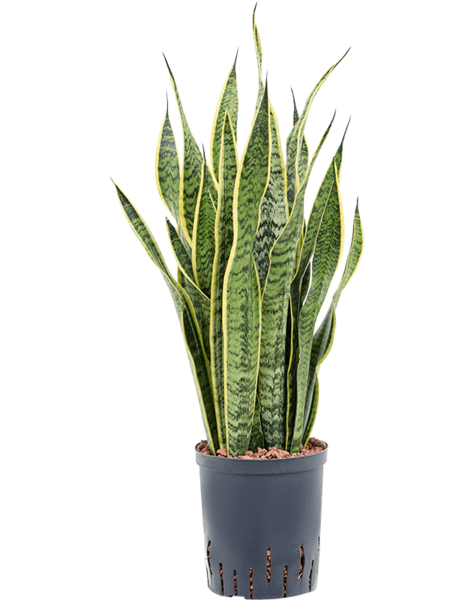 Hydroplante Sansevieria