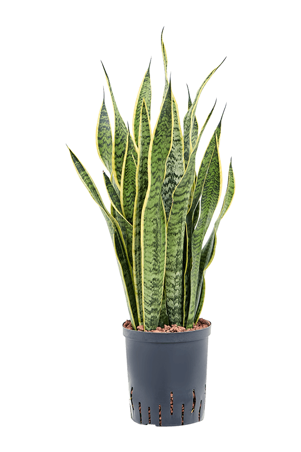 Hydroplant Sansevieria Trifasciata Laurentii