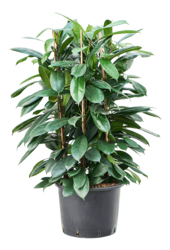 Ficus Cyathistipula en hydroculture