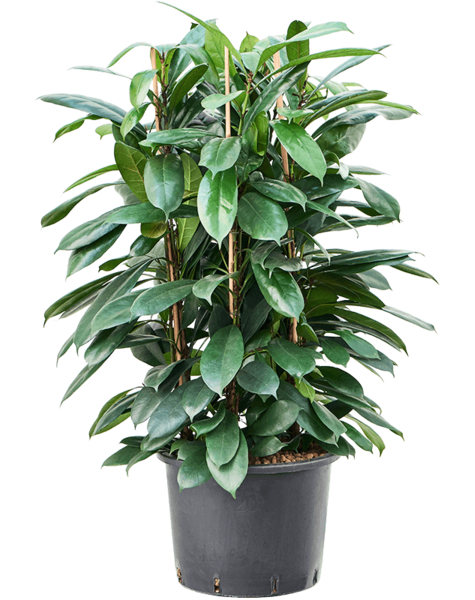 Ficus en hydroculture