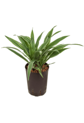 Hydroplant Dracaena Deremensis Warneckei