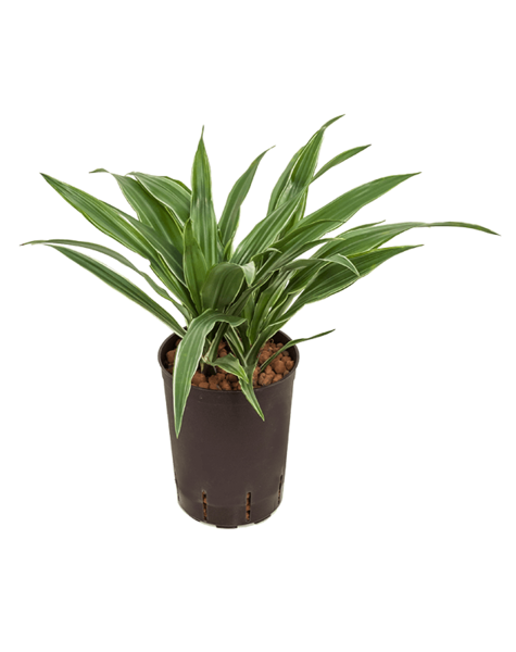 Hydroplant Dracaena