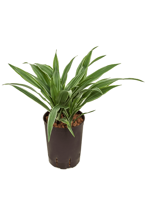 Hydroplante Dracaena Deremensis Warneckei