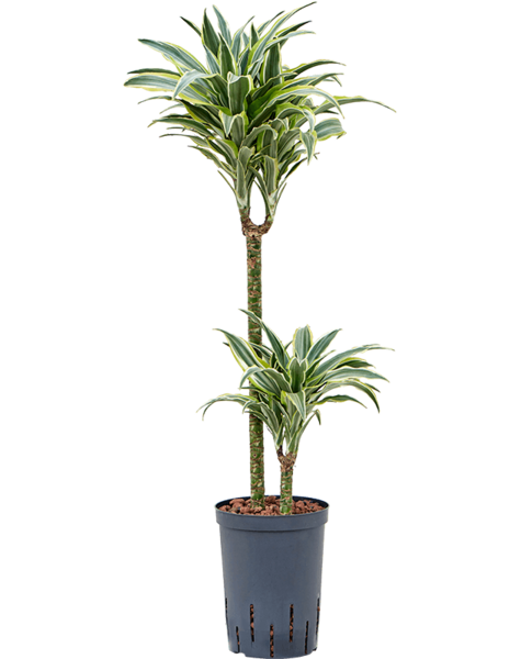 Hydroplant Dracaena