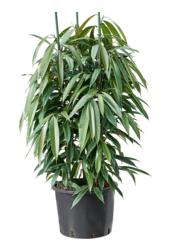 Hydroplant Ficus Binnendijkii Amstel King
