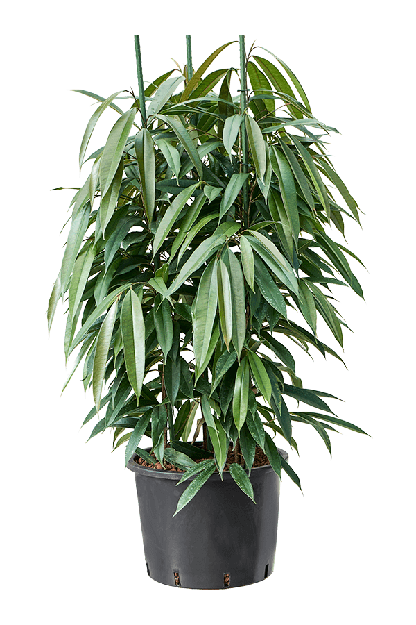 Hydroplant Ficus Binnendijkii Amstel King
