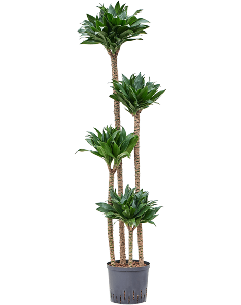 Hydroplant Dracaena