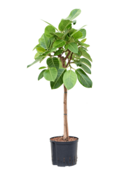 Hydroplant Ficus Altissima Yellow Gem