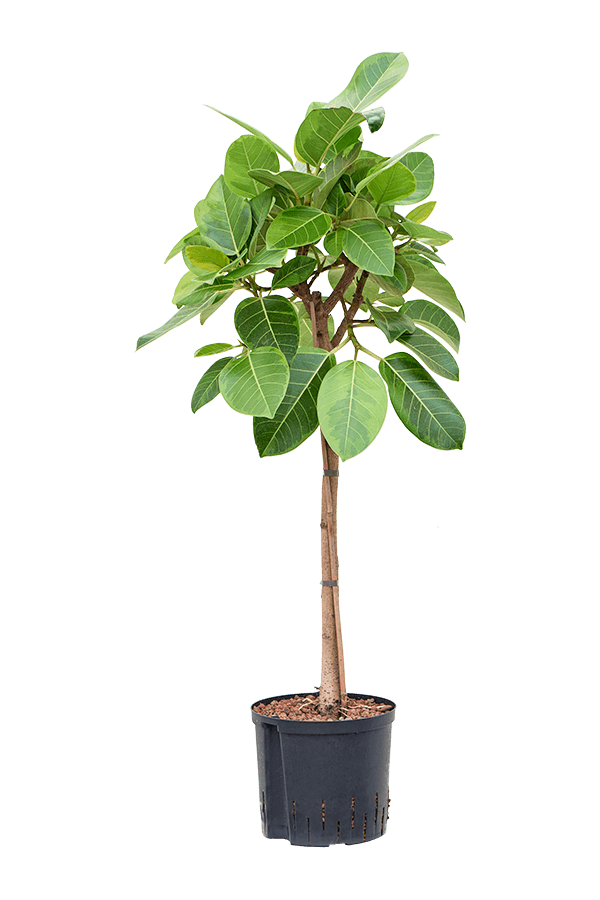 Hydroplant Ficus Altissima Yellow Gem