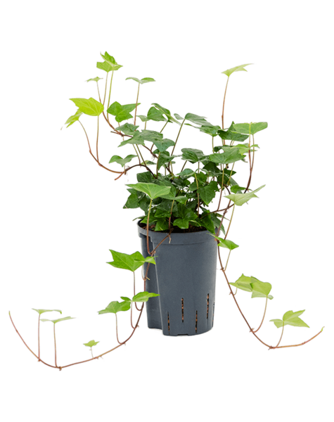 Hydroplante Hedera