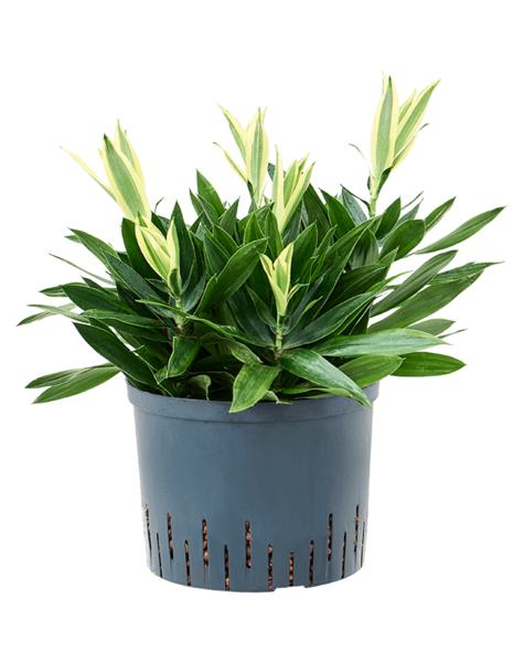 Pleomele hydroponique