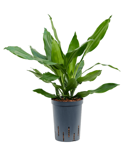 Hydroplante Dracaena