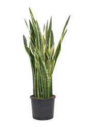 Hydroplant Sansevieria Trifasciata Laurentii
