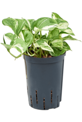 Hydroplant Scindapsus (Epipremnum) Happy Leaf