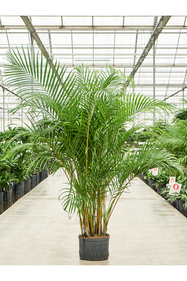 Plante hydroponique Dypsis (Areca) Lutescens