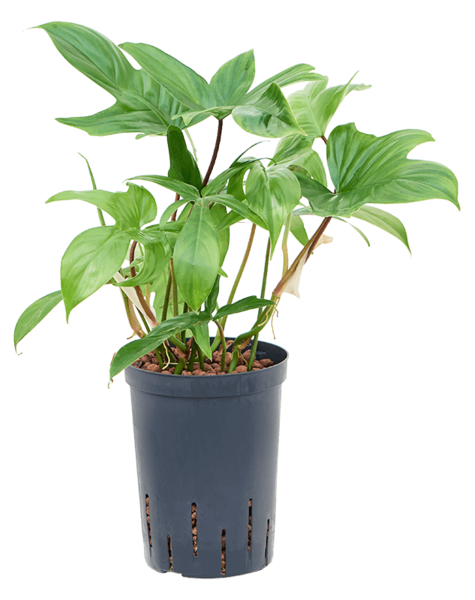 Plante hydroponique Philodendron