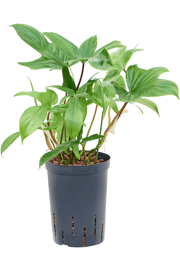 Plante hydroponique Philodendron Florida Ghost