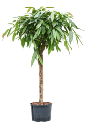 Hydroplant Ficus Binnendijkii Amstel King