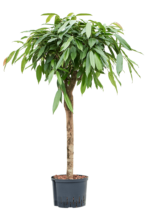 Hydroplant Ficus Binnendijkii Amstel King