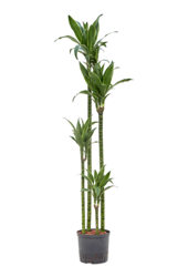 Hydroplant Dracaena Fragrans Arturo