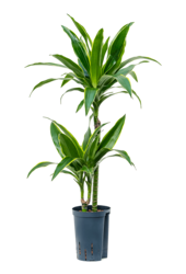 Hydroplant Dracaena Fragrans Arturo