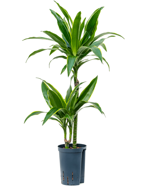 Hydroplant Dracaena