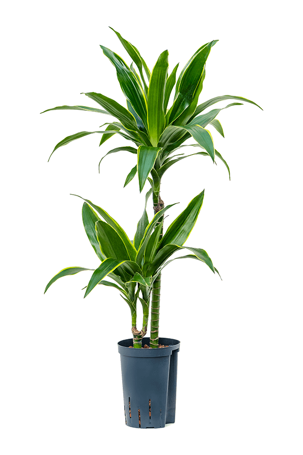 Hydroplant Dracaena Fragrans Arturo