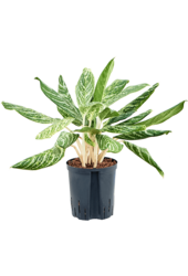 Hydroplante Aglaonema Madonna