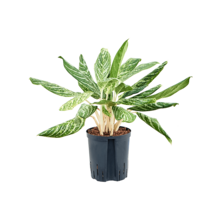 Hydroplant Aglaonema