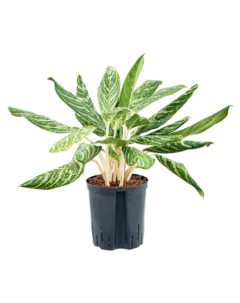 Hydroplante Aglaonema