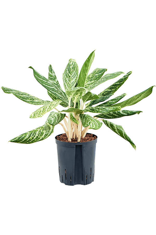 Hydroplante Aglaonema Madonna