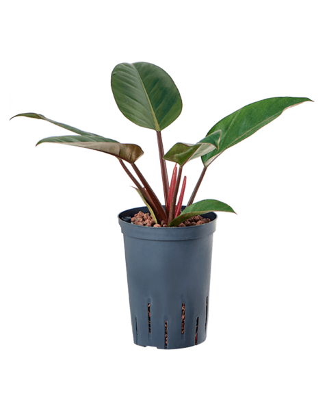 Hydroplant Philodendron