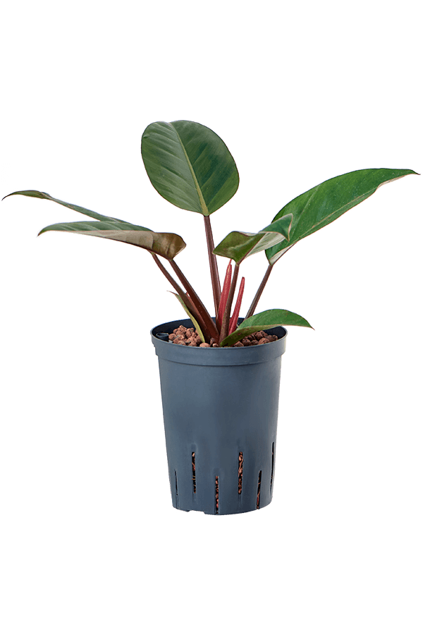 Hydroplant Philodendron Red Beauty