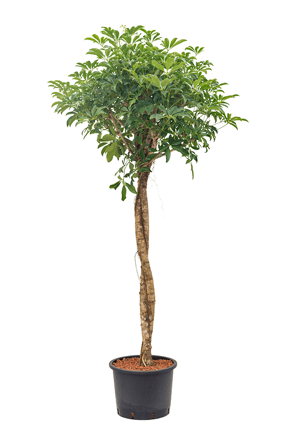 Hydroplant Schefflera Arboricola Compacta