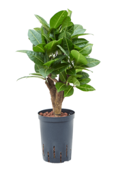 Hydroplant Croton (Codiaeum) Variegatum Petra