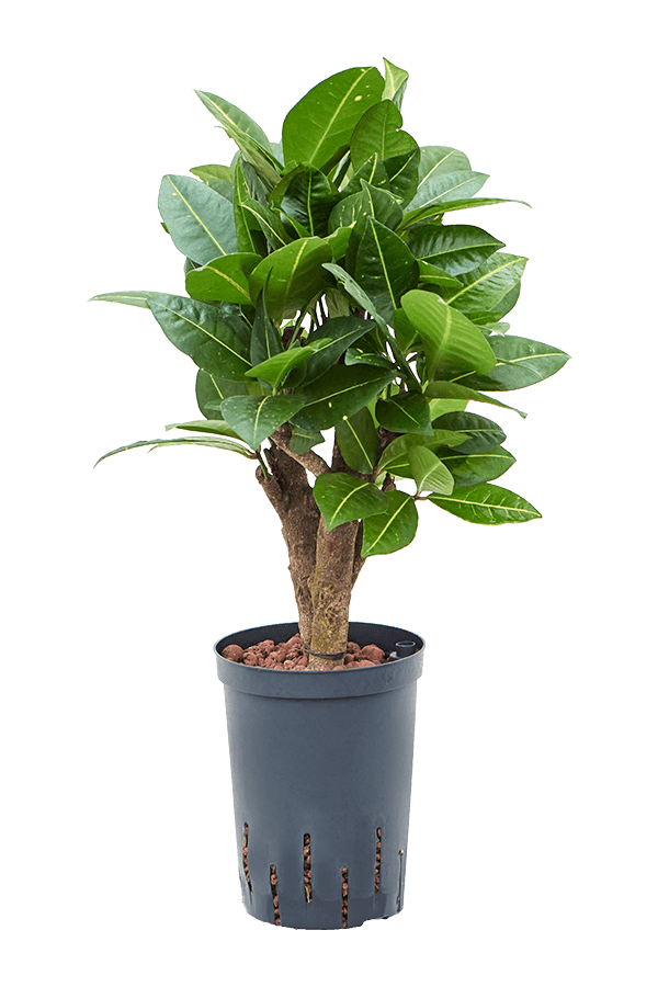 Hydroplante Croton (Codiaeum) Variegatum Petra