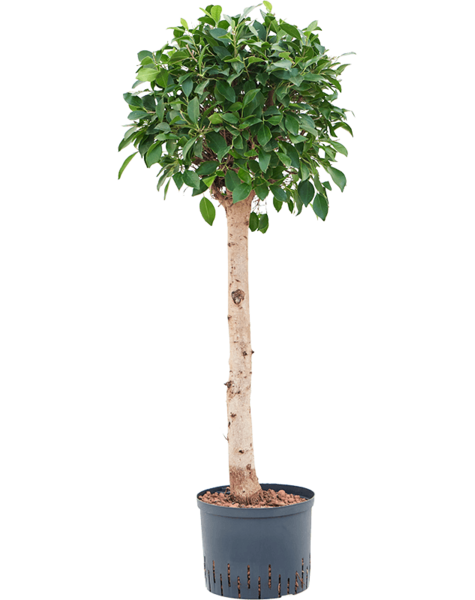 Hydroplante Ficus