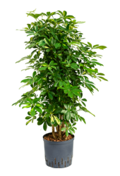 Hydroplant Schefflera Arboricola Gold Capella
