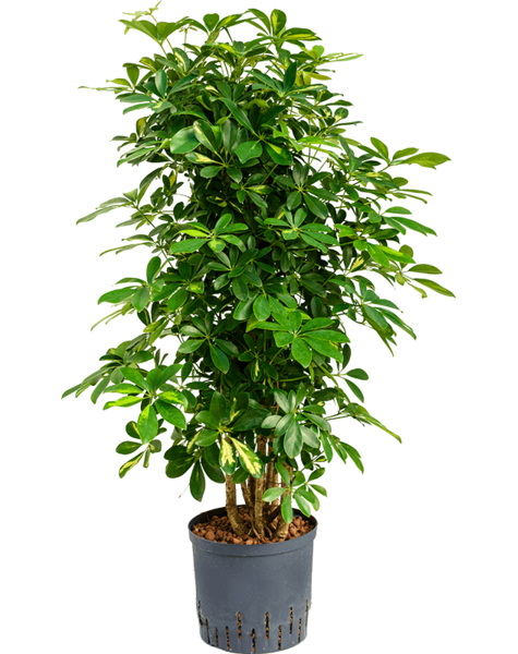 Hydroplant Schefflera