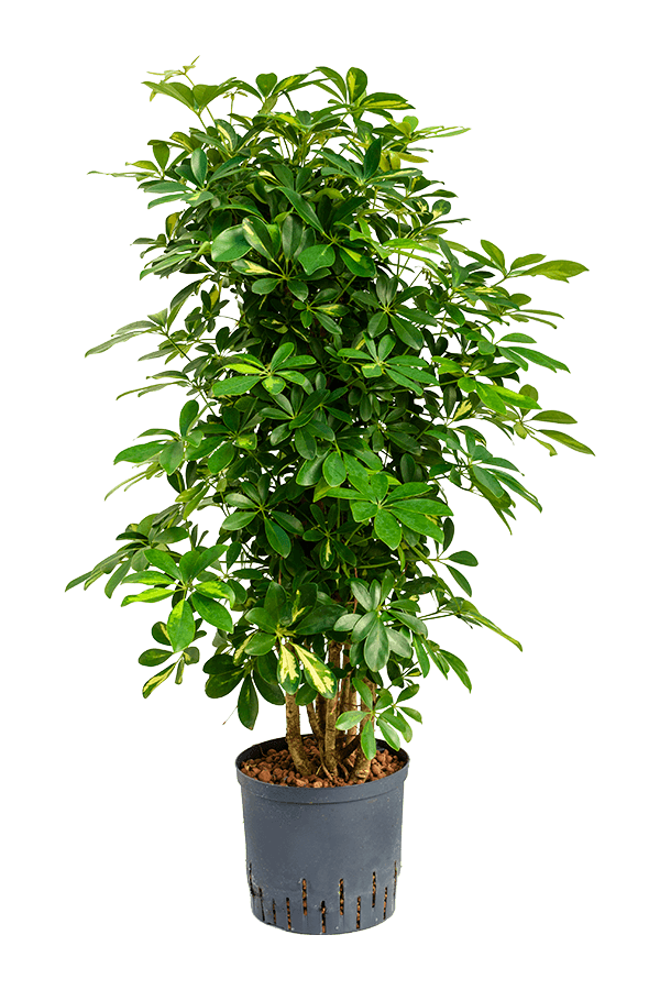 Hydroplant Schefflera Arboricola Gold Capella