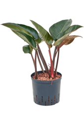 Hydroplant Philodendron Red Beauty