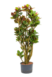 Hydroplante Croton (Codiaeum) Variegatum Petra